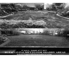 Buffalo Palmetto best for shady areas - Rogers Little Loaders.