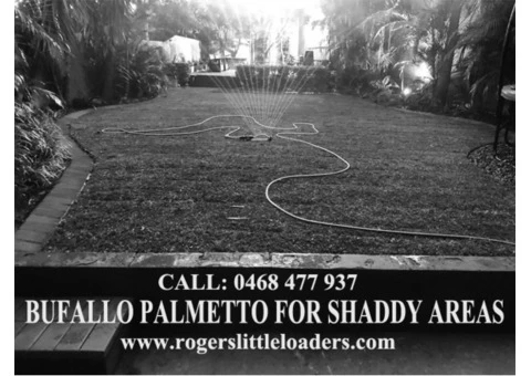 Buffalo Palmetto best for shady areas - Rogers Little Loaders. - 3/7