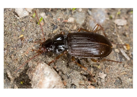 Beetle Pest Control in Melbourne with 100% Pest-Free Guarantee