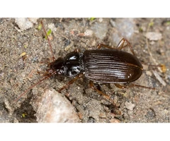 Beetle Pest Control in Melbourne with 100% Pest-Free Guarantee