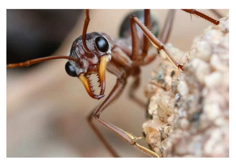 Eradicate Pests With Pest Control Shepparton, VIC - 1/5