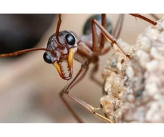 Eradicate Pests With Pest Control Shepparton, VIC