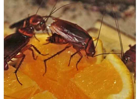Eradicate Pests With Pest Control Shepparton, VIC - 2/5