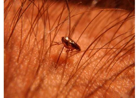 Eradicate Pests With Pest Control Shepparton, VIC - 3/5