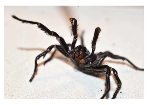 Eradicate Pests With Pest Control Shepparton, VIC - 4/5