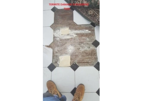 Do you need Termite Pest Control for your property in North Shore?