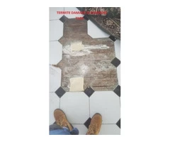 Do you need Termite Pest Control for your property in North Shore?