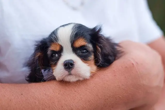 How to Choose the Right Puppy Breed for Your Family